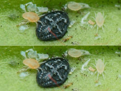 Aleuroclava aucubae